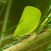 Flatid planthopper