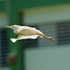 Cattle Egret