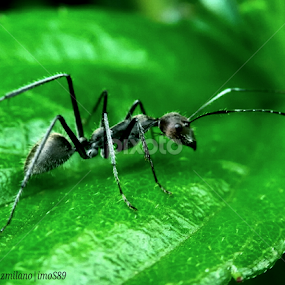 by Dianz Milano - Animals Insects & Spiders