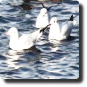 Unreal Interactive Pond 1.1