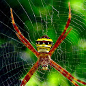 Indian Signature spider