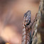 Eastern Fence Lizard