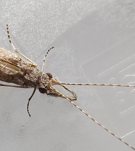 Caddisfly Project Noah