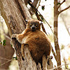 Zombitse (formally Hubbard's) sportive lemur