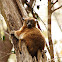 Zombitse (formally Hubbard's) sportive lemur