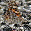 Brown Spotted Butterfly