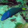 Crescent Wrasse