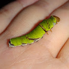 Lime Butterfly Caterpillar