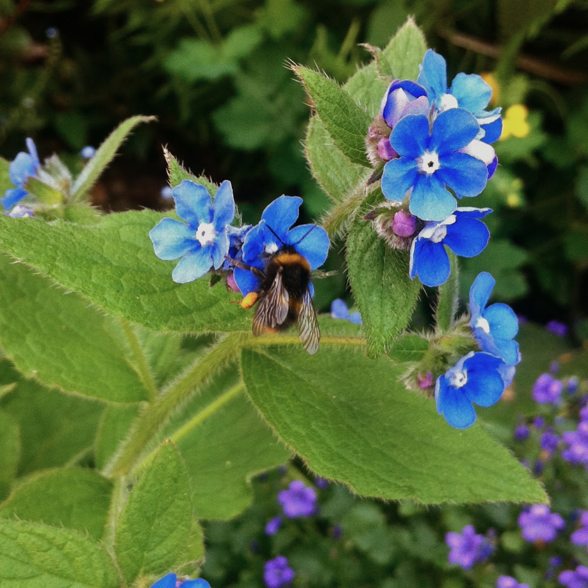 Red-tailed Bumble Bee