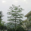 Silk Cotton Tree (Chinese Kapok)
