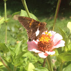 Silver Spotted Skipper