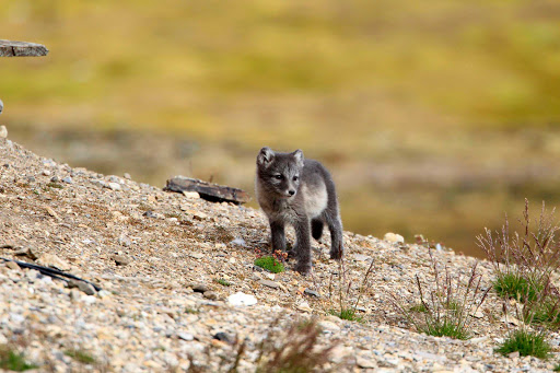 Go into the wild when the Hurtigruten Fram takes you to some of the remote arctic islands of Svalbard where you see local wildlife. This looks like an arctic fox pup, no?