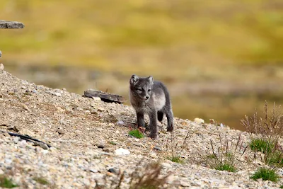 Go into the wild when the Hurtigruten Fram takes you to some of the remote arctic islands of Svalbard where you see local wildlife. This looks like an arctic fox pup, no?