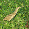 avetoro americano - american bittern