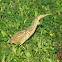 avetoro americano - american bittern