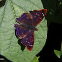 Emperor butterfly