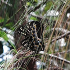 Palamedes Swallowtail
