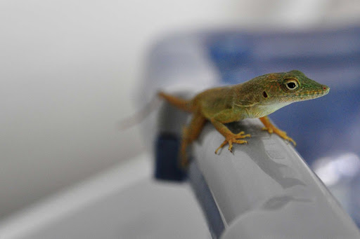 anole-Bermuda - A Jamaican Anole, a variety of lizard, at Hinson Hall, Smith's, Bermuda. 