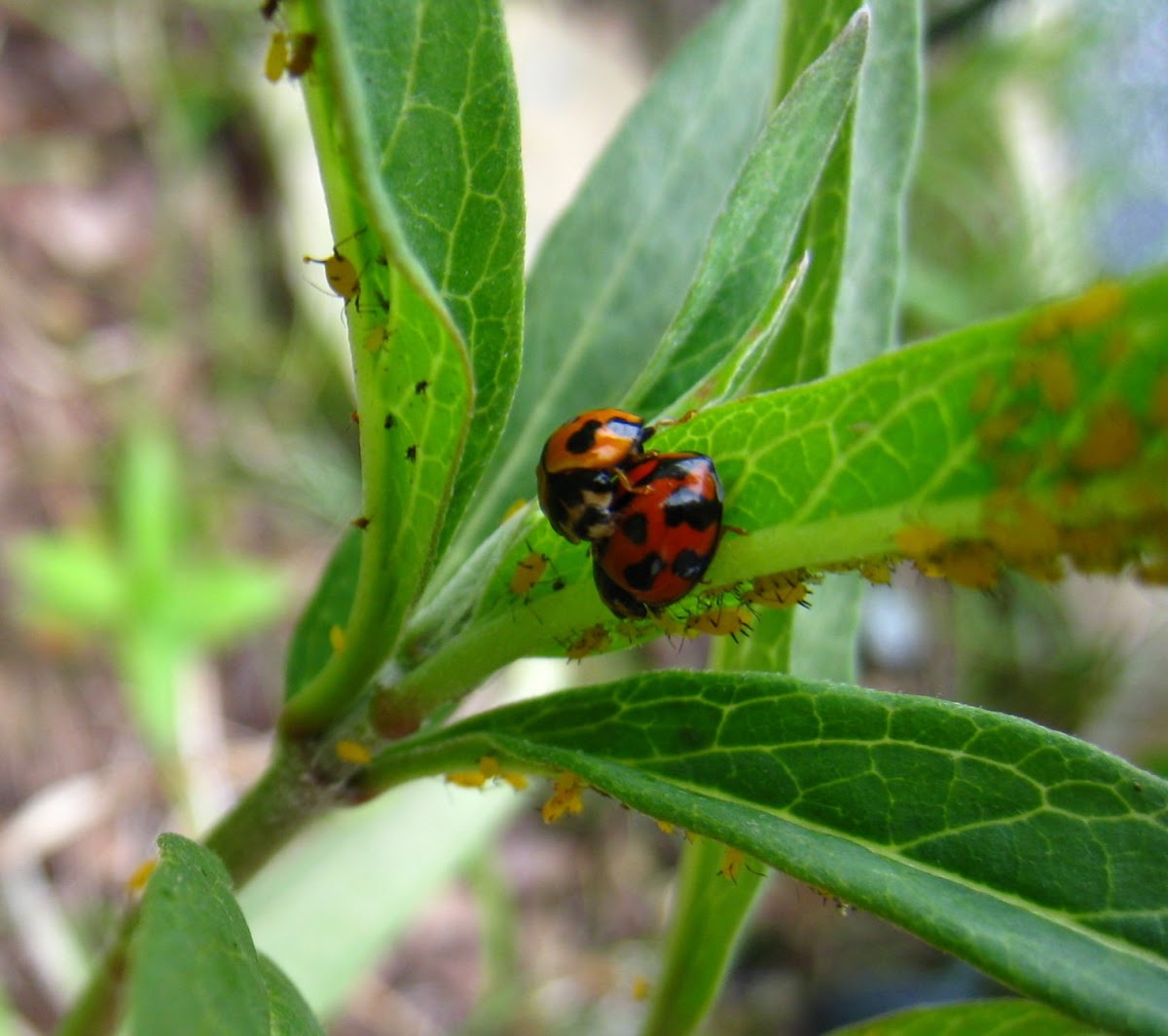 Australian lady beetles (mating)