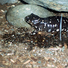 California tiger Salamander
