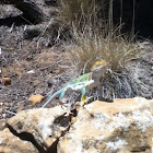 Eastern collared lizard