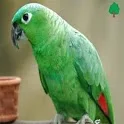 Parrot Wallpapers icon