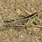 Two-lined grasshopper
