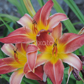 3 Blooms by Christie Chambers - Novices Only Flowers & Plants