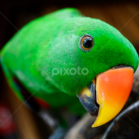 Aloha by Henry Suwardi - Animals Birds