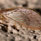 Brown Lacewing