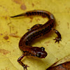 Long-tailed salamander