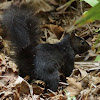 Black Squirrel (Grey)