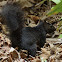 Black Squirrel (Grey)
