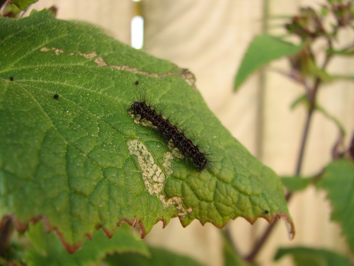 Magpie Moth Caterpillar