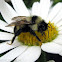 Lemon Cuckoo Bumble Bee