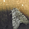 Cascades Panthea moth