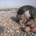 Peregrine Falcons laid eggs in front of security Camera