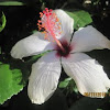 Hawaiian Hibiscus