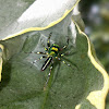 Cosmophasis Jumping Spider (♂)