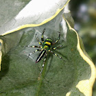 Cosmophasis Jumping Spider (♂)
