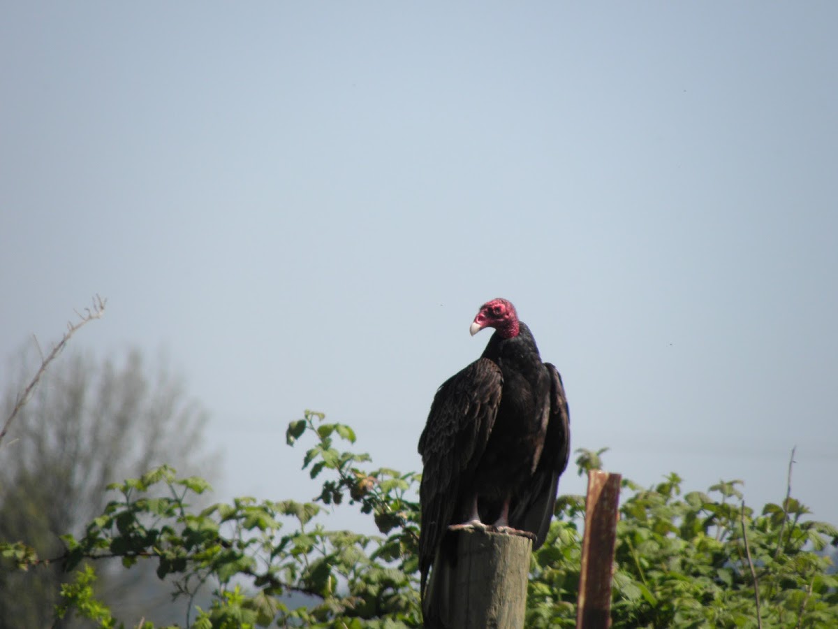 turkey vulture