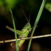 Roesels Bush Cricket (female)