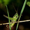 Roesels Bush Cricket (female)