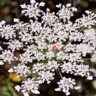 queen anne's laceor wild carrot