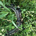 WARNING: Carrion beetles on dead garter snake