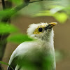 Black-winged Starling