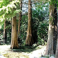 菁芳園 Tenway Garden／花園餐廳／落羽松