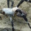 Tent-web Spider