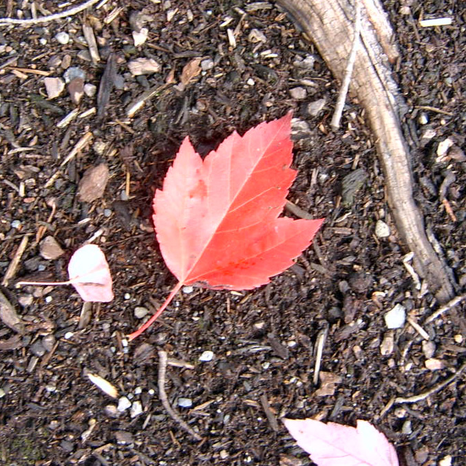 Autumn Blaze maple