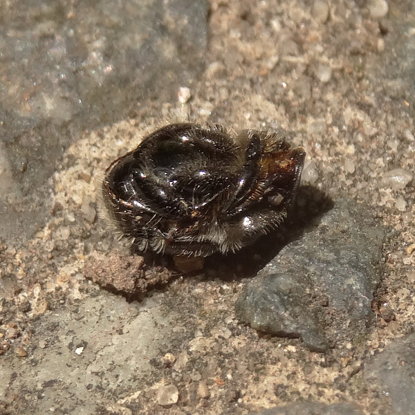 Dung beetle | Project Noah